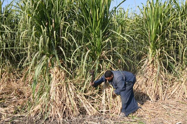 مصر تخصص 600 مليون جنيه لزيادة إنتاجية المحاصيل السكرية عبر سلالات جديدة