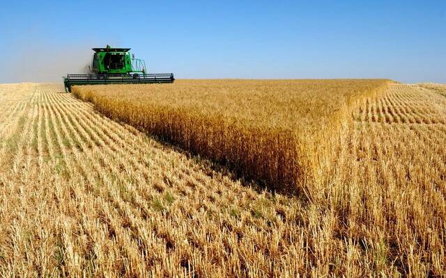 توريد 542.65 ألف طن قمح بمحافظتين في مصر