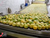 الموالح تتصدر قائمة الصادرات الزراعية بـ1.64 مليون طن بقيمة 831 مليون دولار