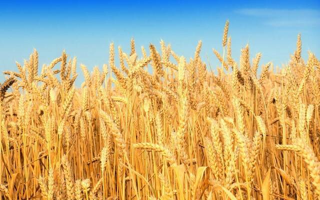 مصر.. ارتفاع معدلات توريد القمح المحلي إلى 3.8 مليون طن حتى الآن